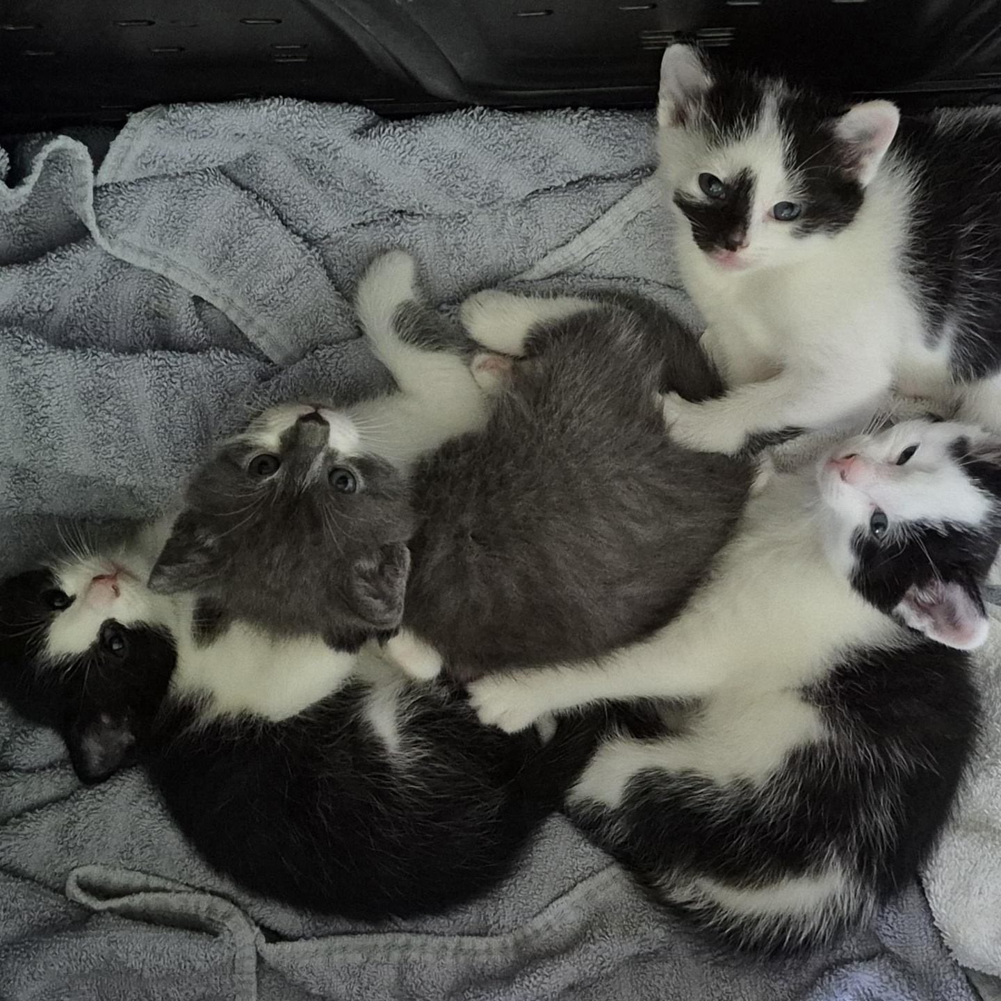 JILLY, an adopted Tuxedo in Sardinia, OH image 3/4