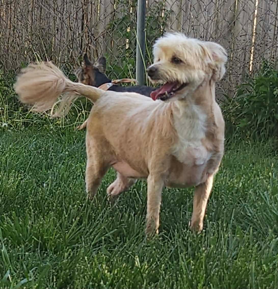 Toby, Adoptable, Adult Male Miniature Poodle & Lhasa Apso.