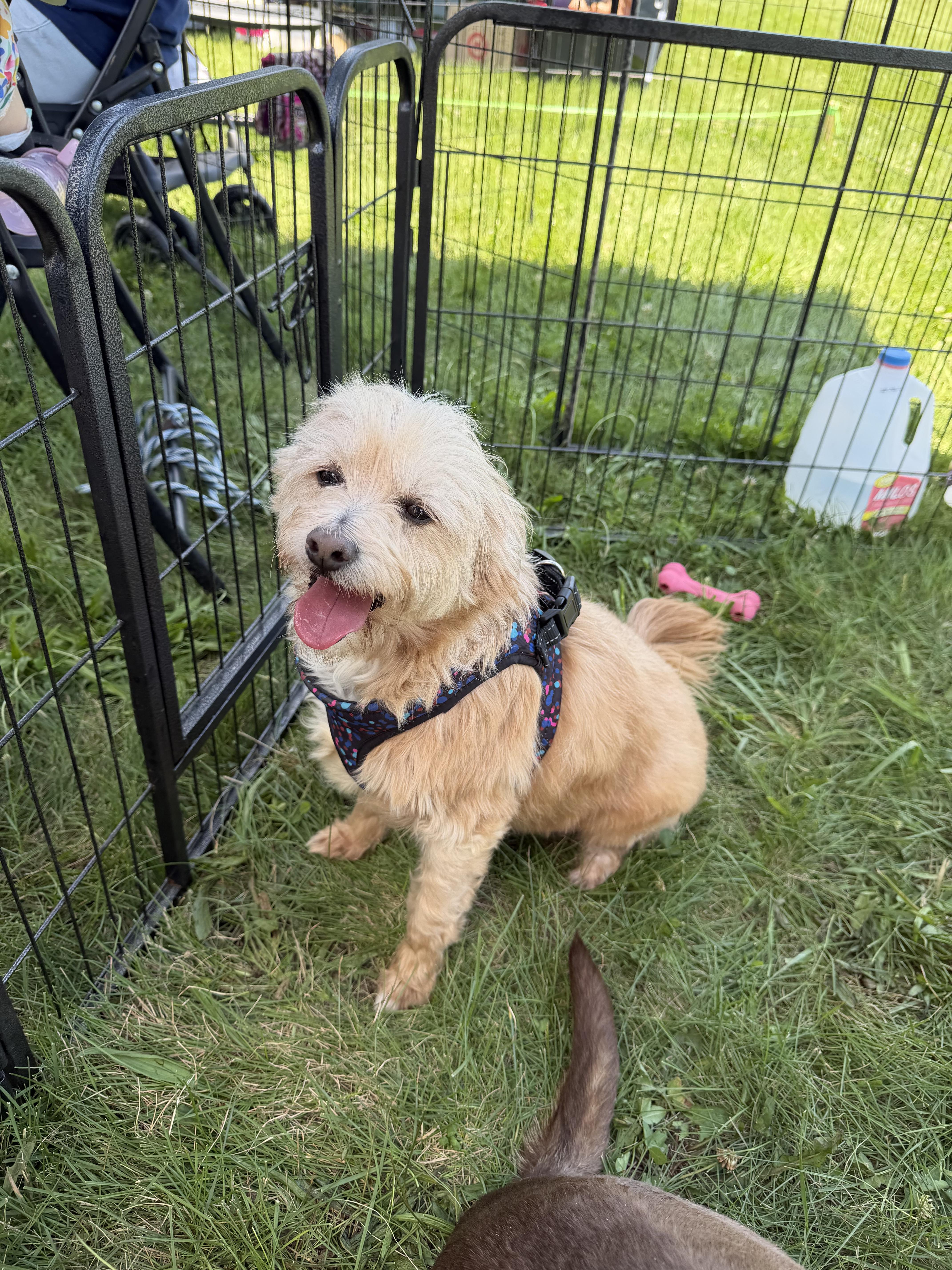 Toby, a Adoptable mixed breed in Richmond, KY image 2/6