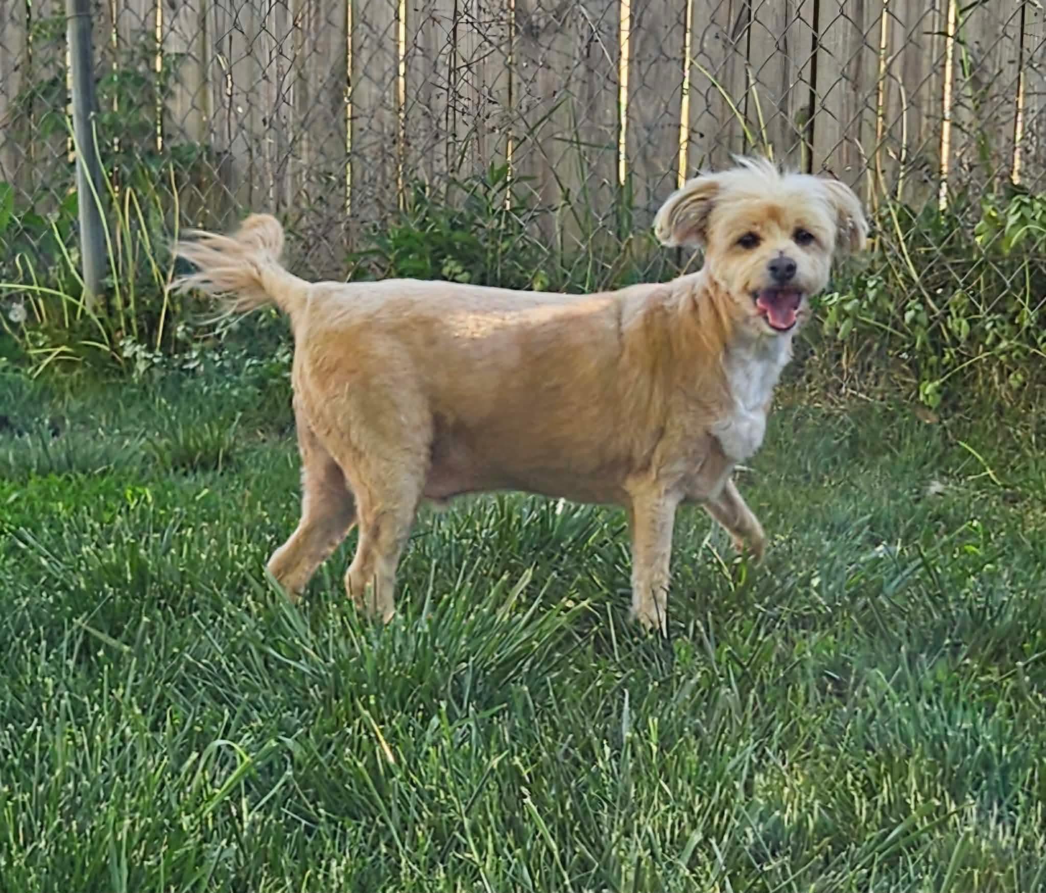 Toby, a Adoptable mixed breed in Richmond, KY image 2/4