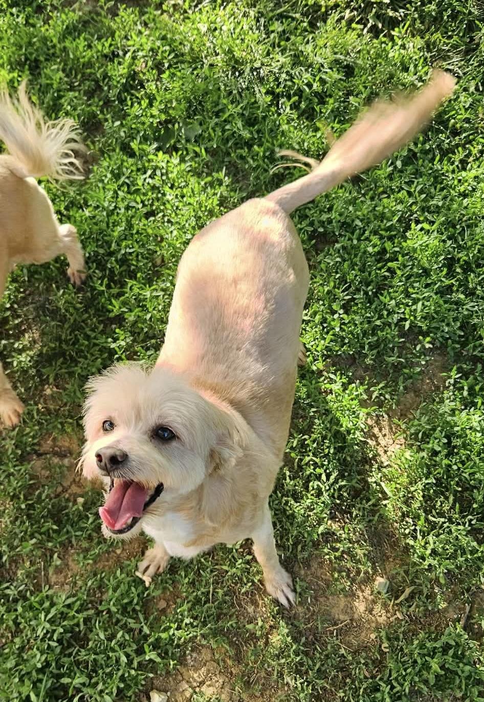 Toby, a Adoptable mixed breed in Richmond, KY image 3/4