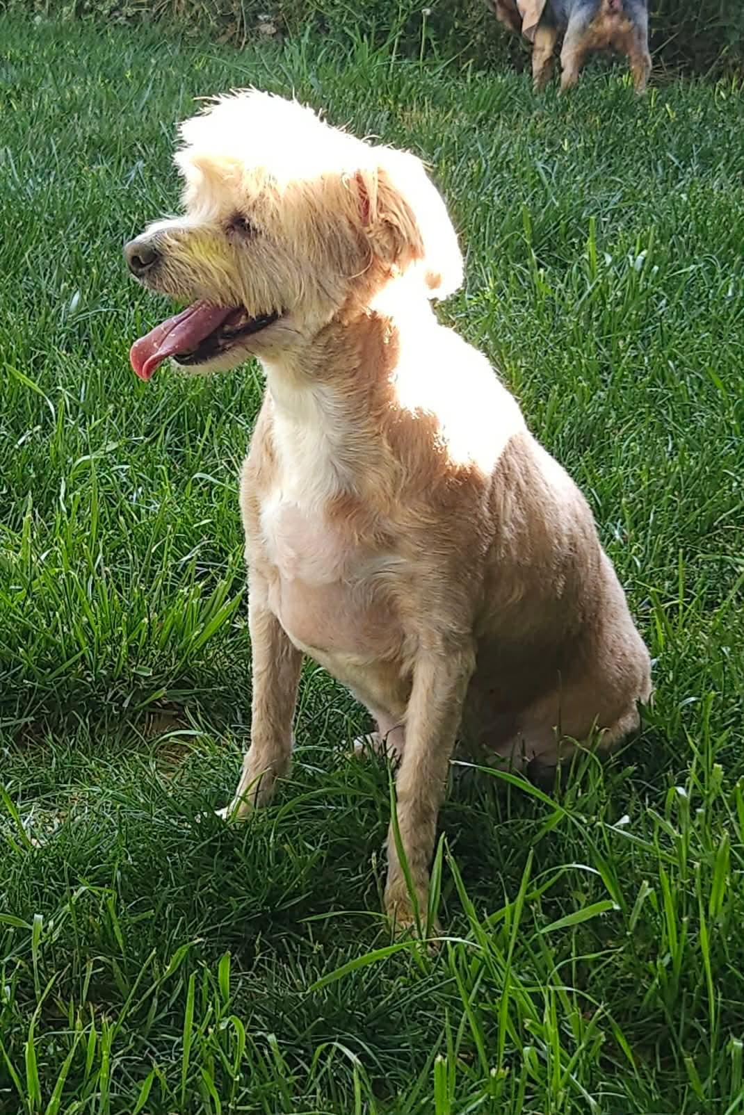 Toby, a Adoptable mixed breed in Richmond, KY image 4/4