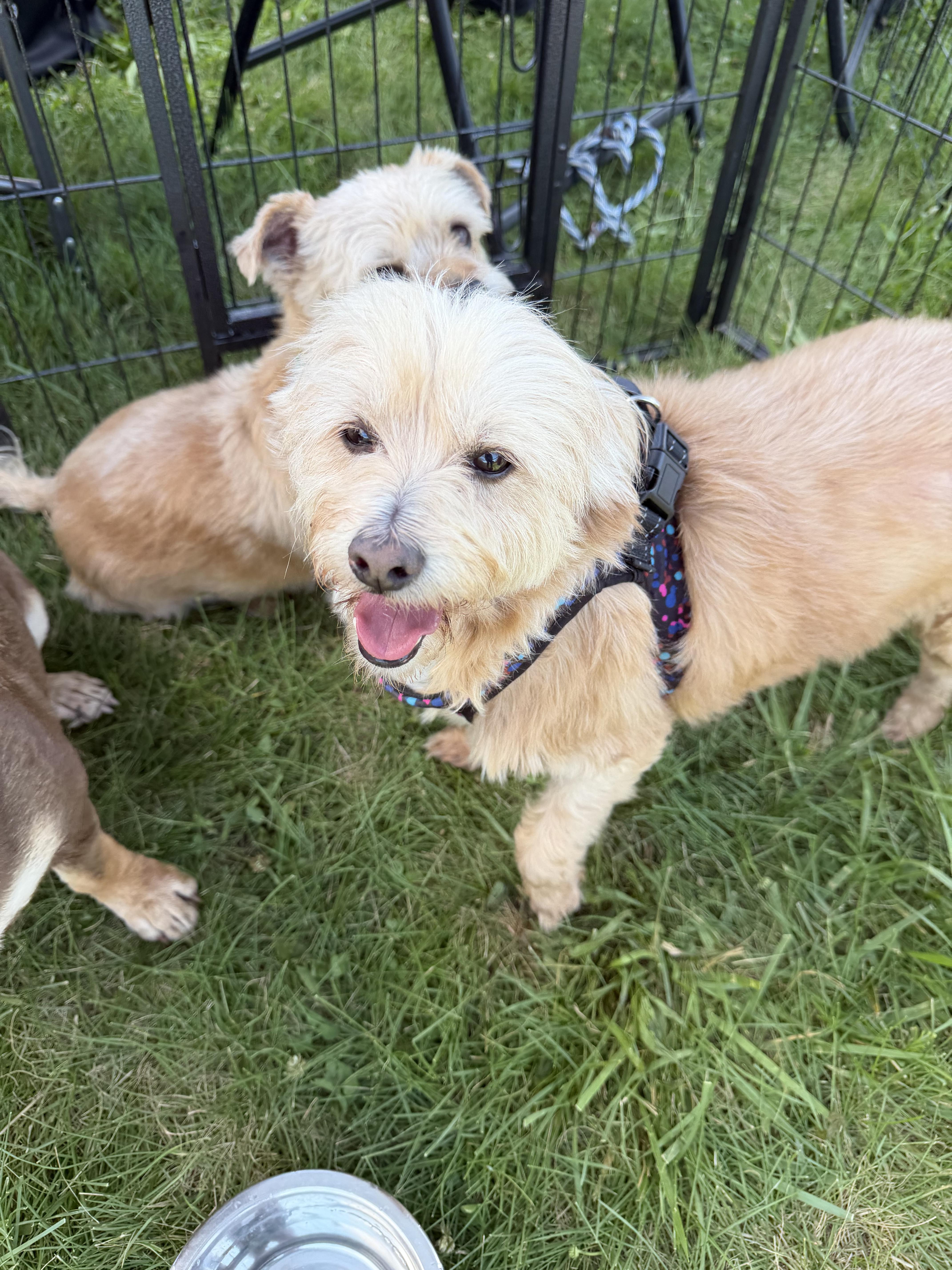 Toby, a Adoptable mixed breed in Richmond, KY image 6/6