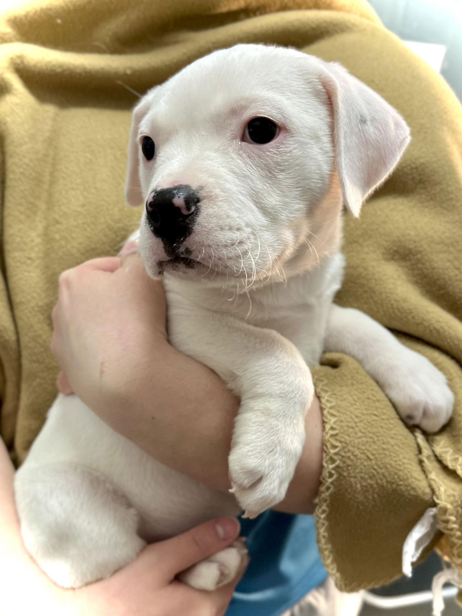 Bean, Adopted, Puppy Female Boxer.