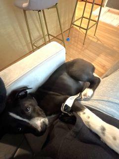 Enlarge Kiwi, a ADOPTABLE Mixed Breed in Schaumburg, IL image 3/5