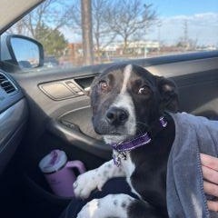 Enlarge Kiwi, a ADOPTABLE Mixed Breed in Schaumburg, IL image 2/5