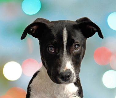 Enlarge Kiwi, a ADOPTABLE Mixed Breed in Schaumburg, IL image 1/5