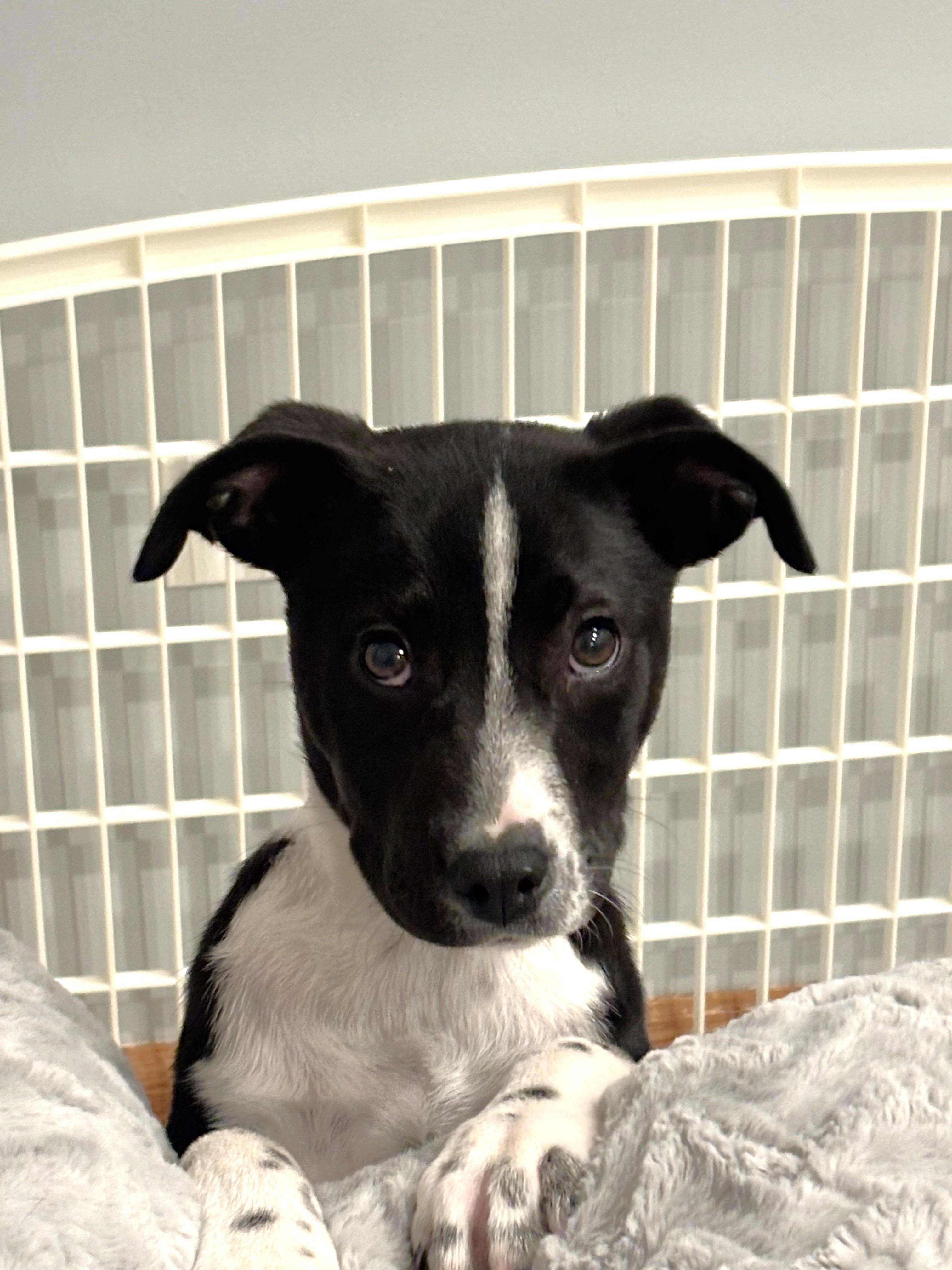 Enlarge Kiwi, a ADOPTABLE Mixed Breed in Schaumburg, IL image 5/5