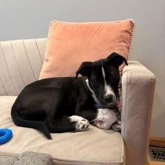 Enlarge Kiwi, a ADOPTABLE Mixed Breed in Schaumburg, IL image 4/5