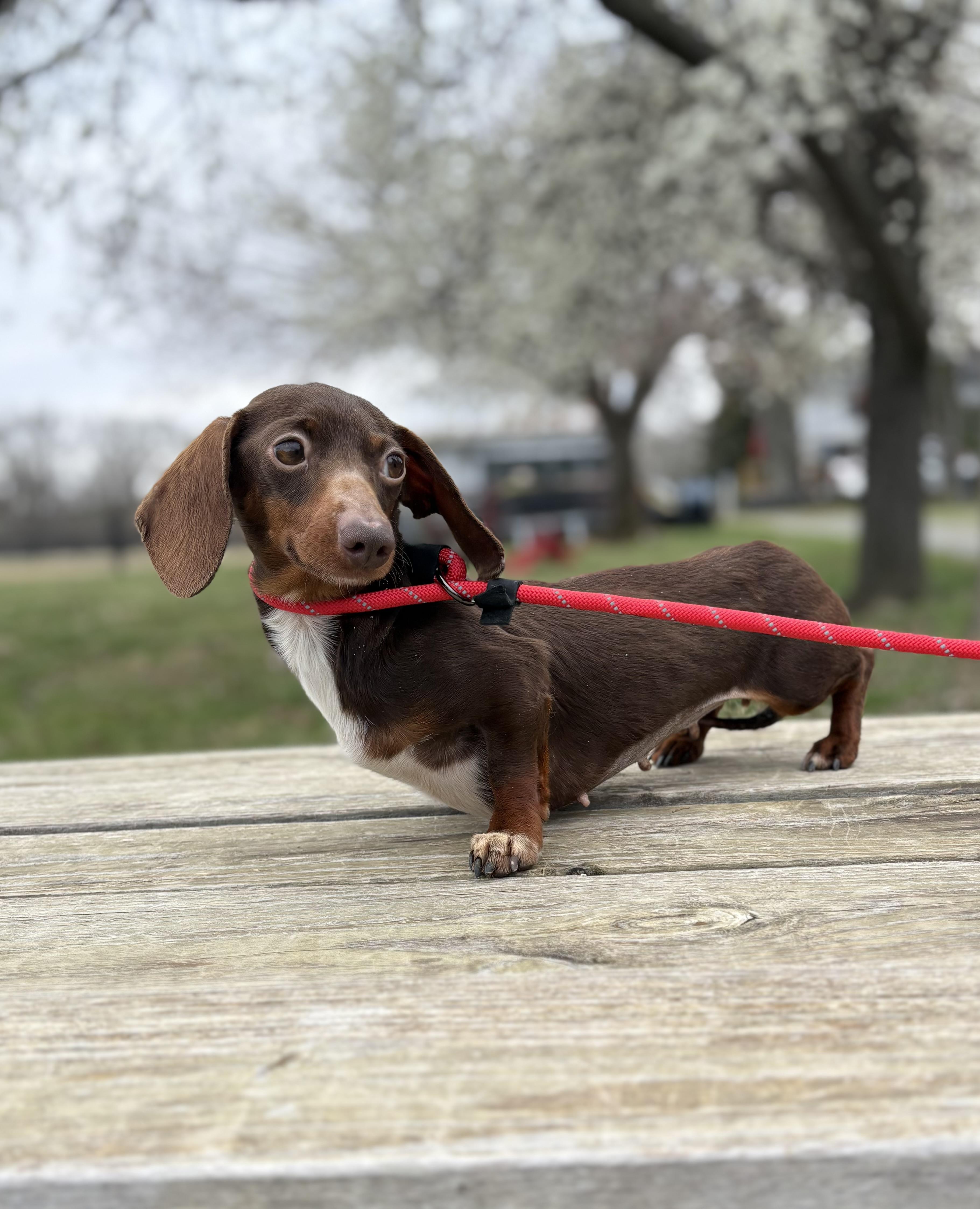 Leia, an adopted Miniature Dachshund in Louisa, VA image 3/4