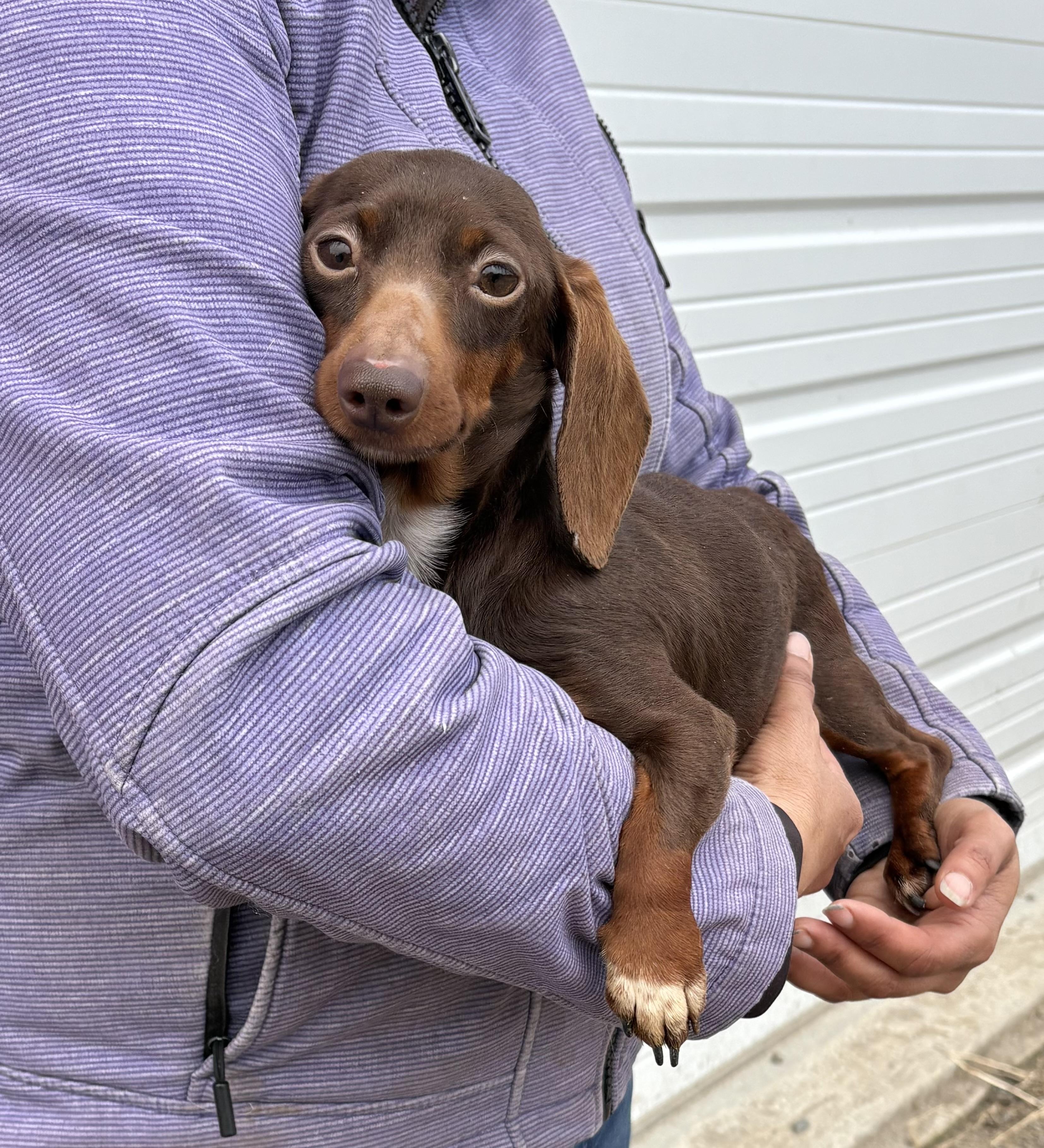 Leia, adopted, Adult Female Miniature Dachshund.