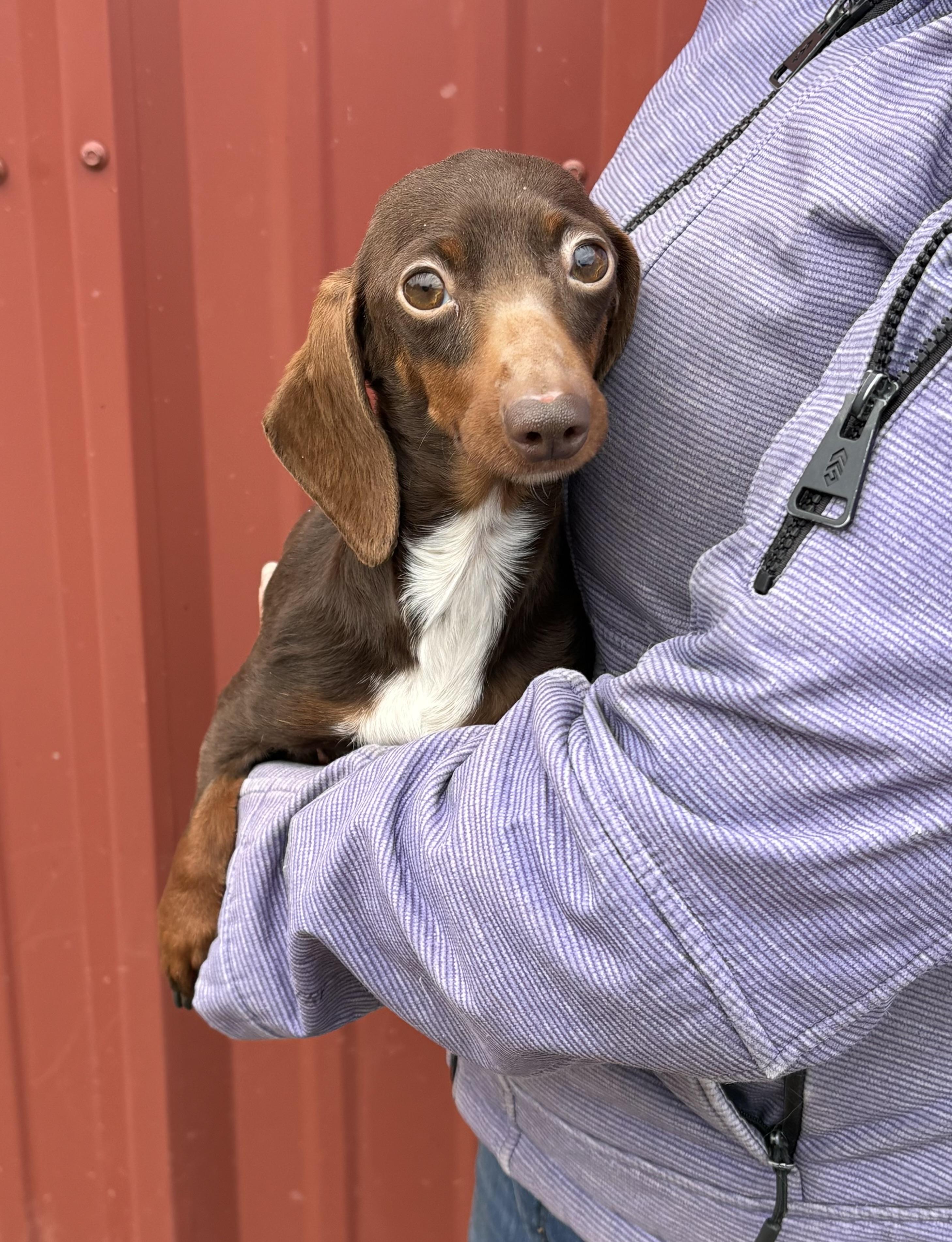 Leia, an adopted Miniature Dachshund in Louisa, VA image 2/4
