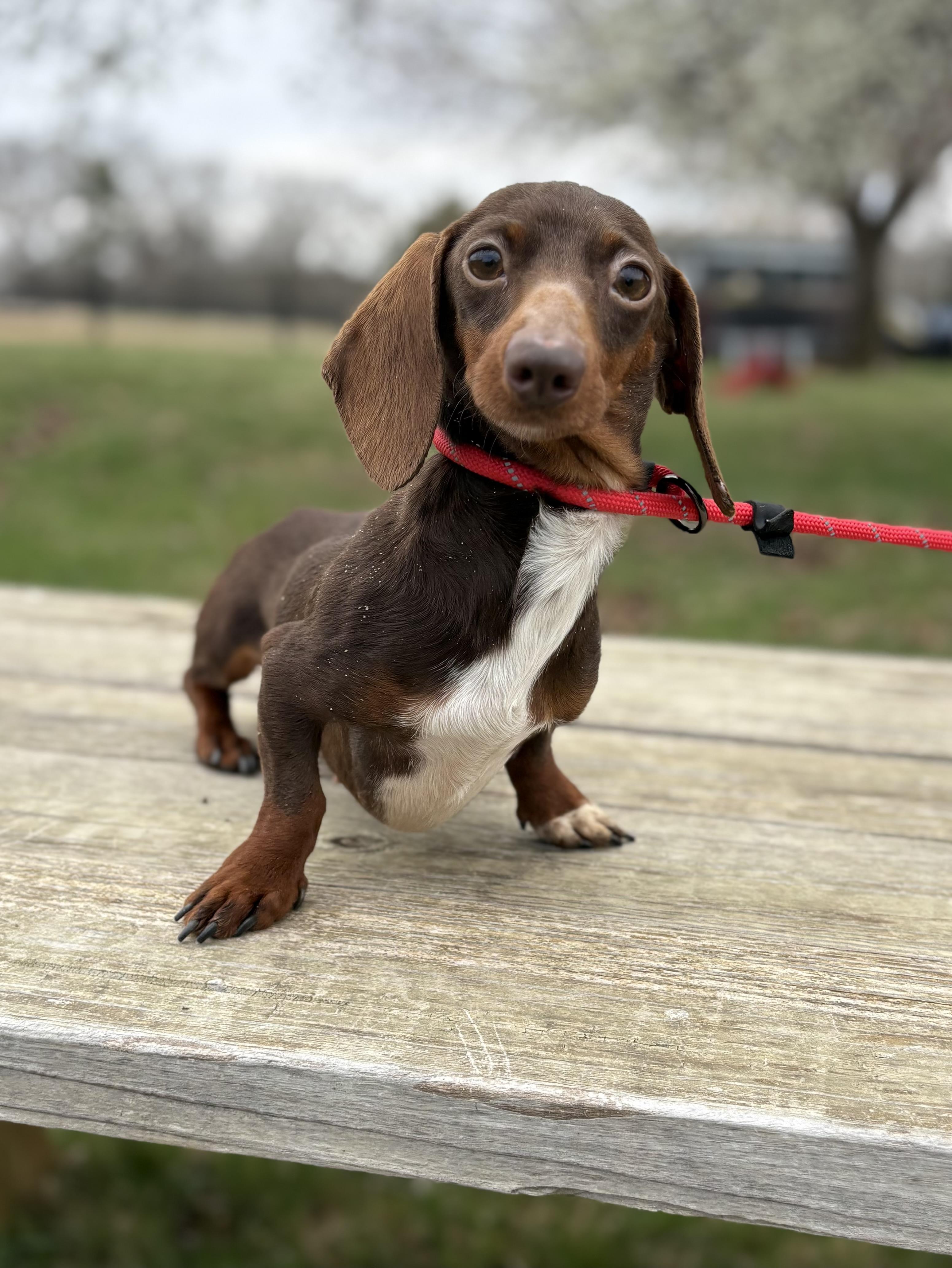 Leia, an adopted Miniature Dachshund in Louisa, VA image 4/4