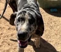 Enlarge IZZY, a Adoptable Great Dane in Norco, CA image 1/4
