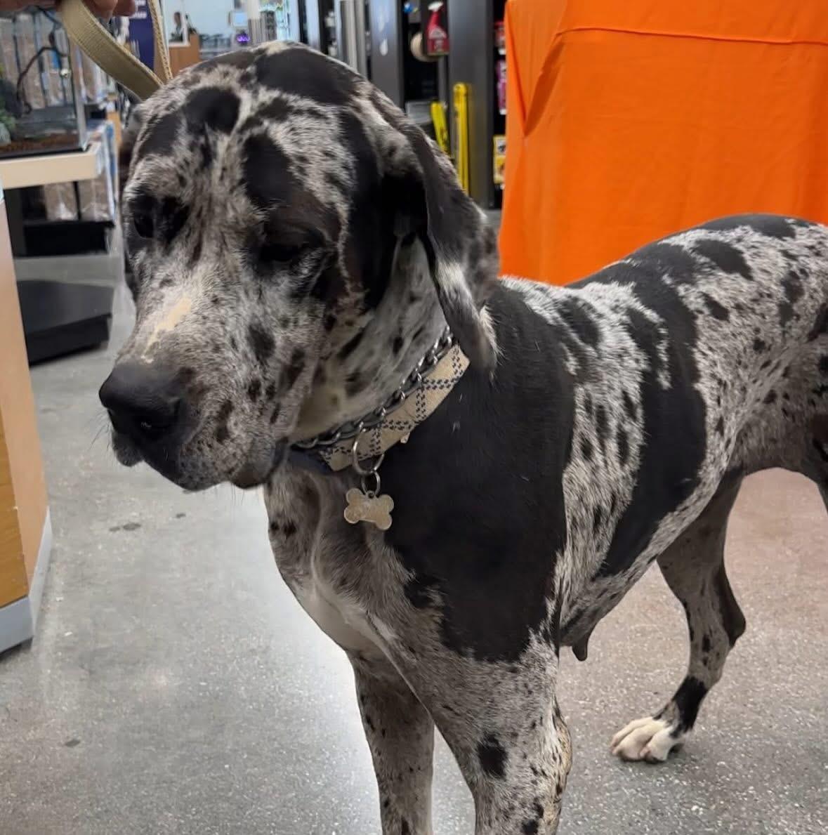 Enlarge IZZY, a Adoptable Great Dane in Norco, CA image 2/4