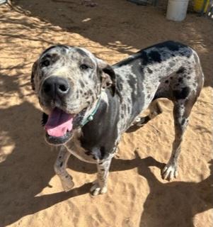 Enlarge IZZY, a Adoptable Great Dane in Norco, CA image 3/4