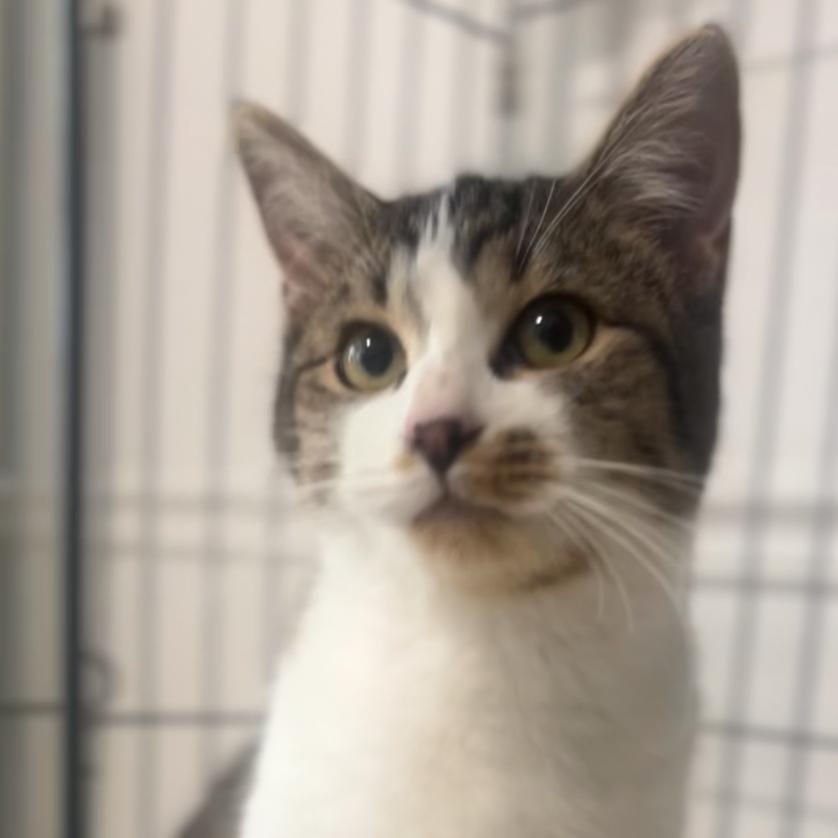 Mickey, Adoptable, Young Female Domestic Short Hair.