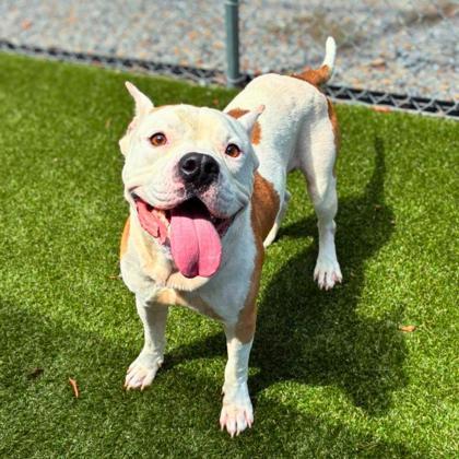 Baby Huey, Adoptable, Adult Male Terrier & Mixed Breed.