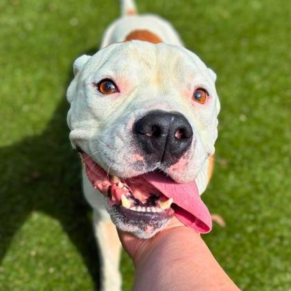 Enlarge Baby Huey, a Adoptable mixed breed in Gastonia, NC image 2/3