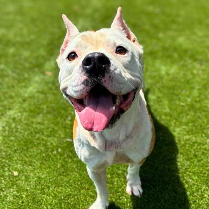 Enlarge Baby Huey, a Adoptable mixed breed in Gastonia, NC image 3/3