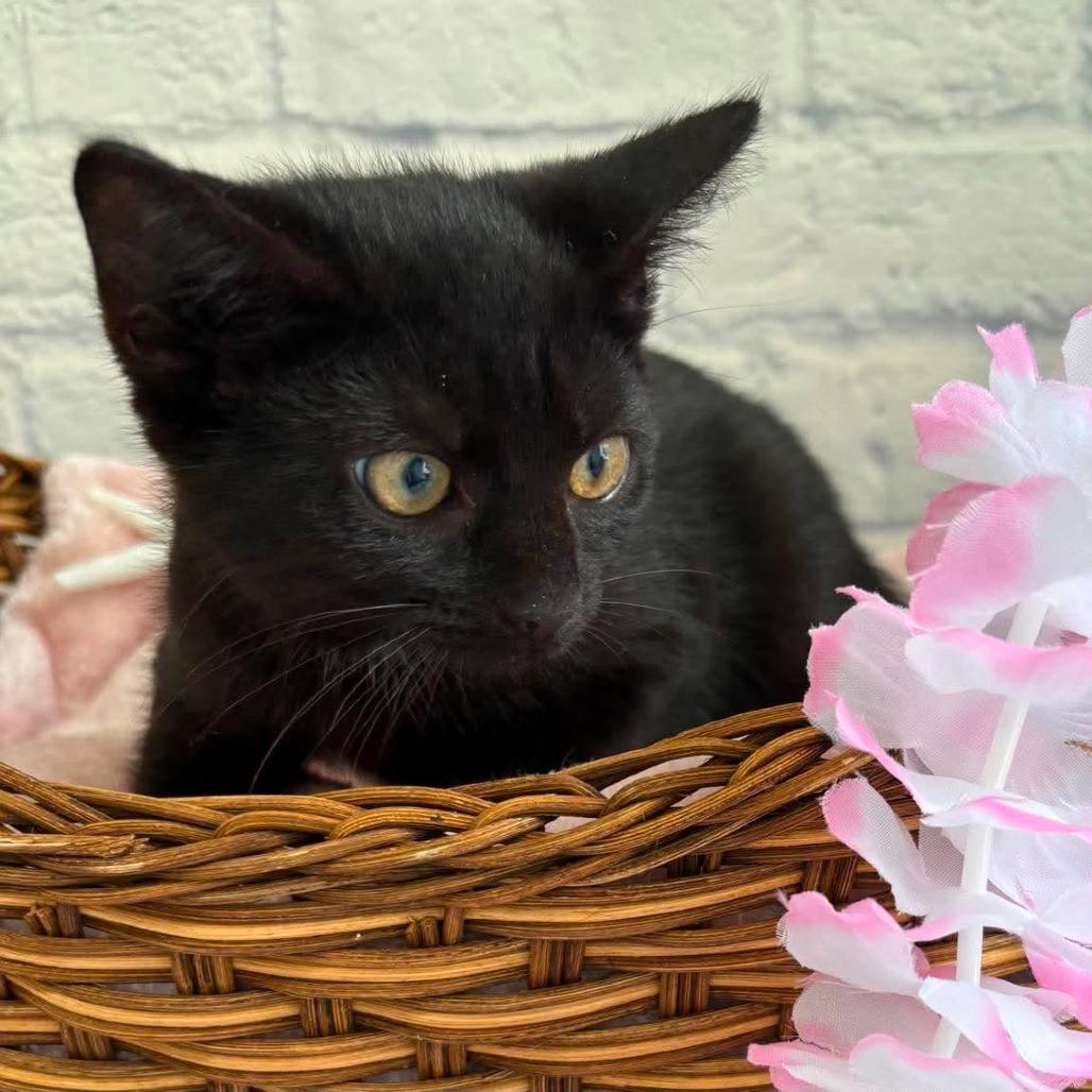 Emma, Adoptable, Kitten Female Domestic Short Hair.