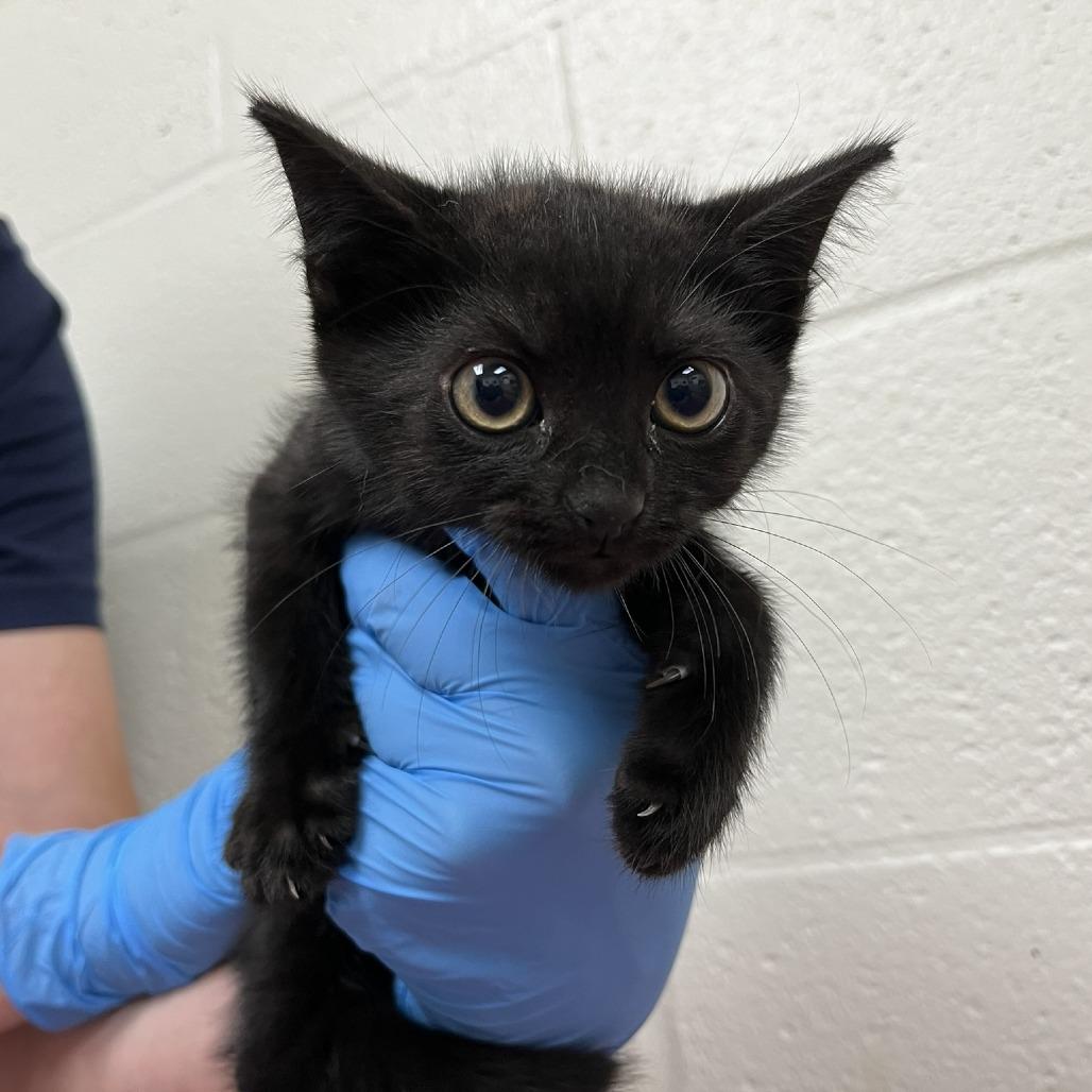 Enlarge Emma, a Adoptable Domestic Short Hair in Harrisonburg, VA image 2/3