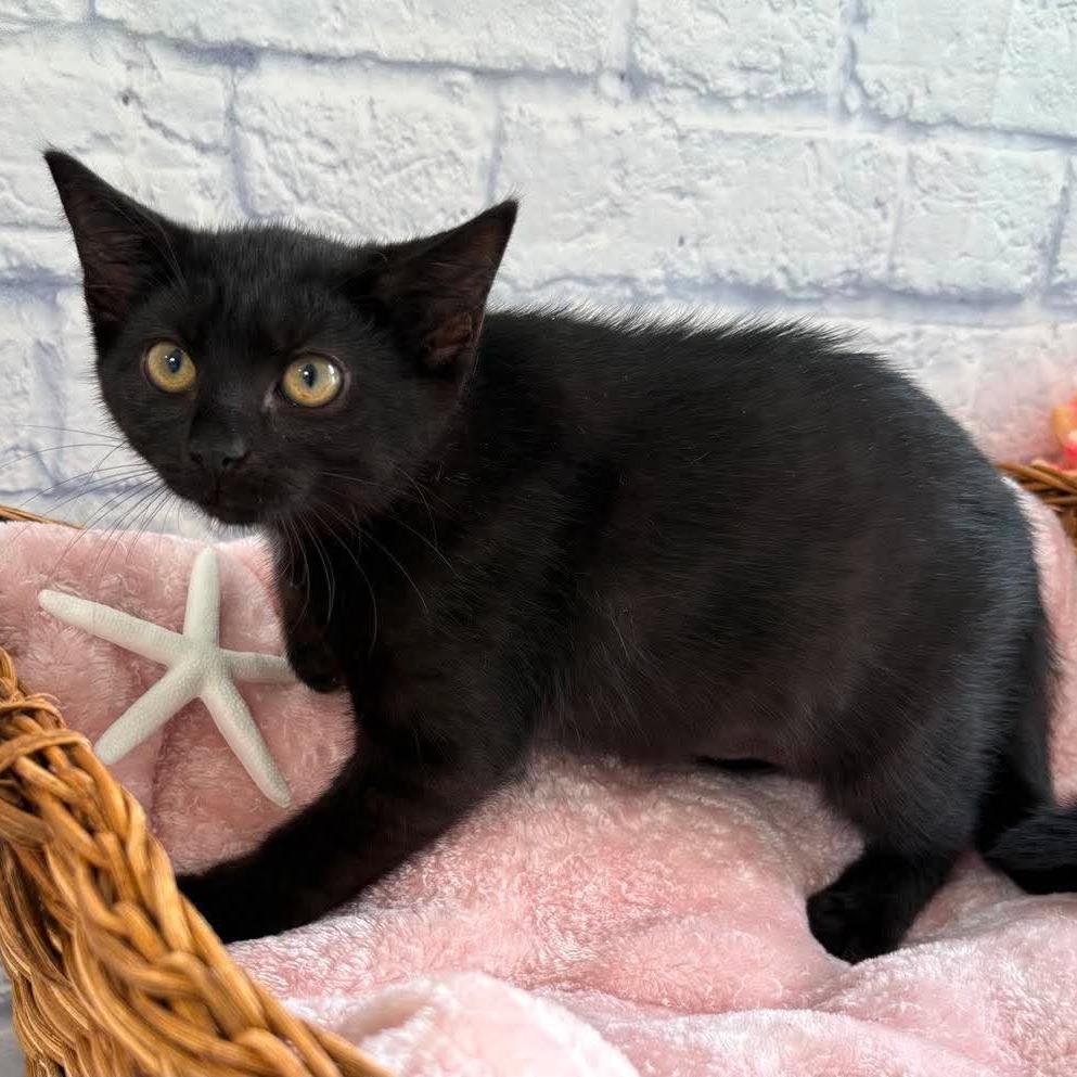 Enlarge Emma, a Adoptable Domestic Short Hair in Harrisonburg, VA image 3/3