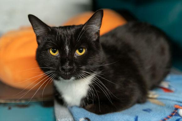 Sox, Adoptable, Kitten Female Domestic Short Hair.