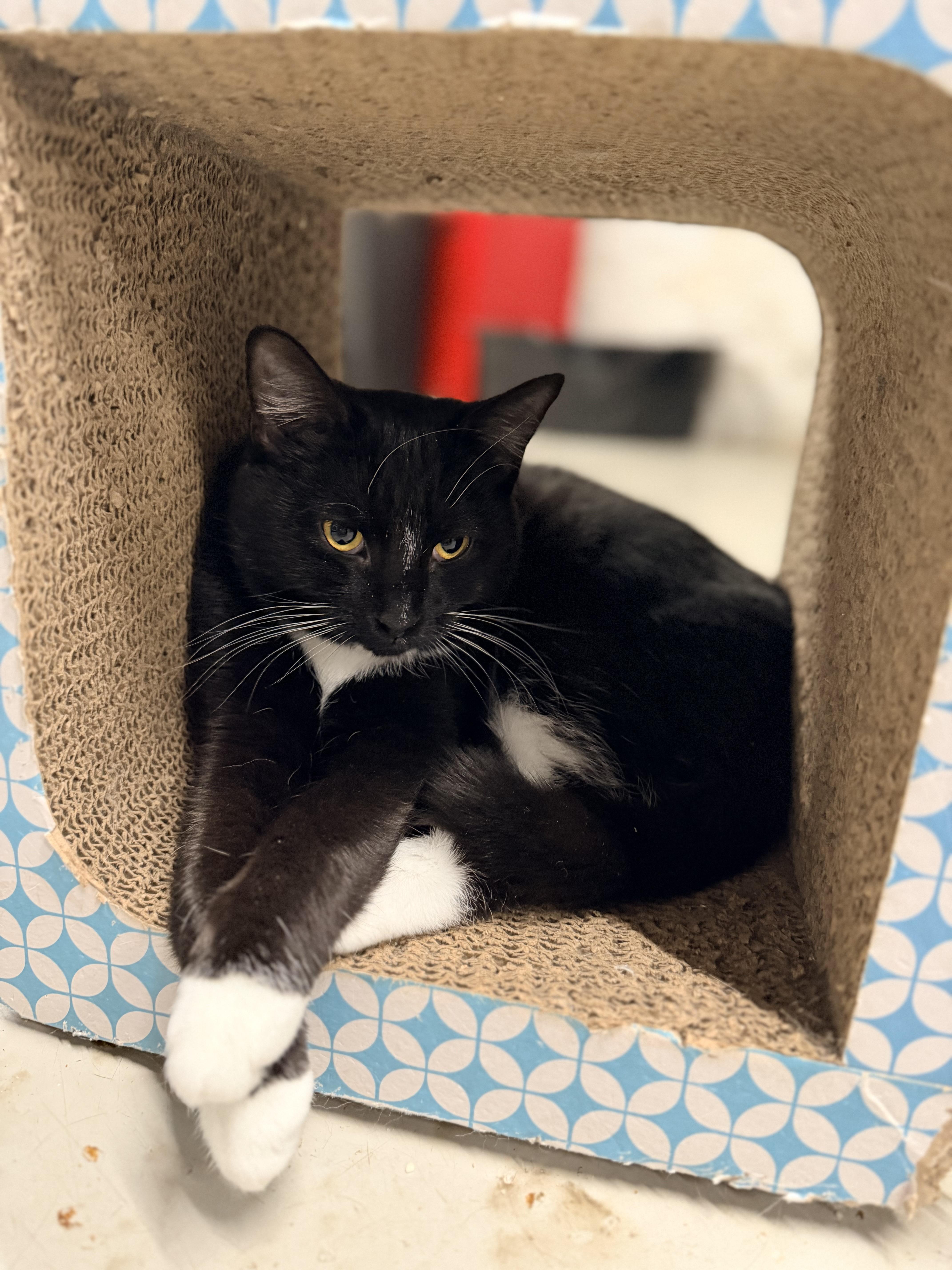 Enlarge Sox, a Adoptable Domestic Short Hair in Dayton, OH image 1/4