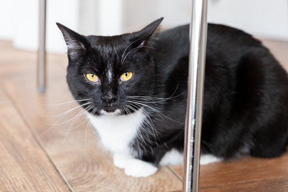 Enlarge Sox, a Adoptable Domestic Short Hair in Dayton, OH image 3/6