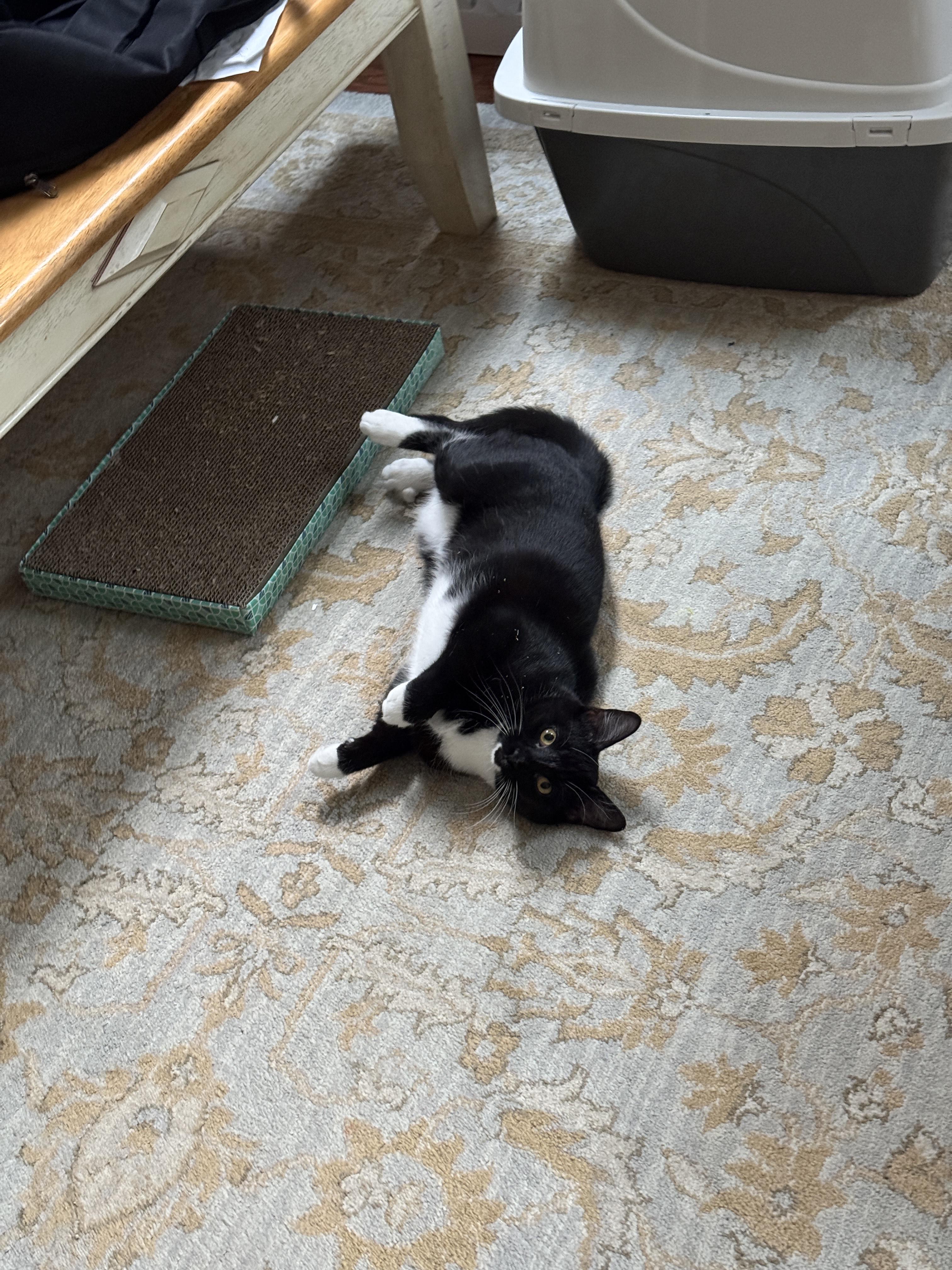 Enlarge Sox, a Adoptable Domestic Short Hair in Dayton, OH image 2/4