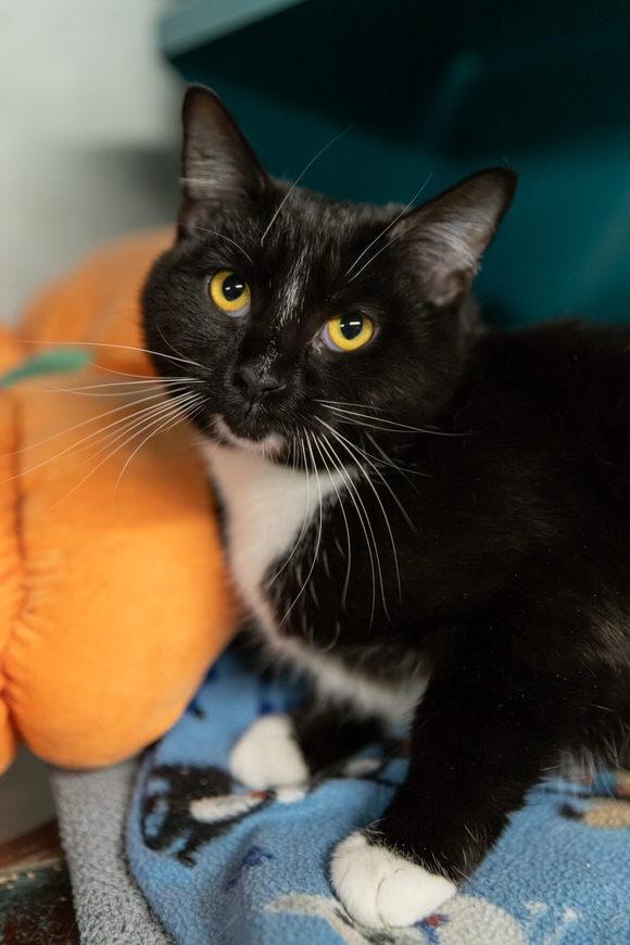 Enlarge Sox, a Adoptable Domestic Short Hair in Dayton, OH image 4/4