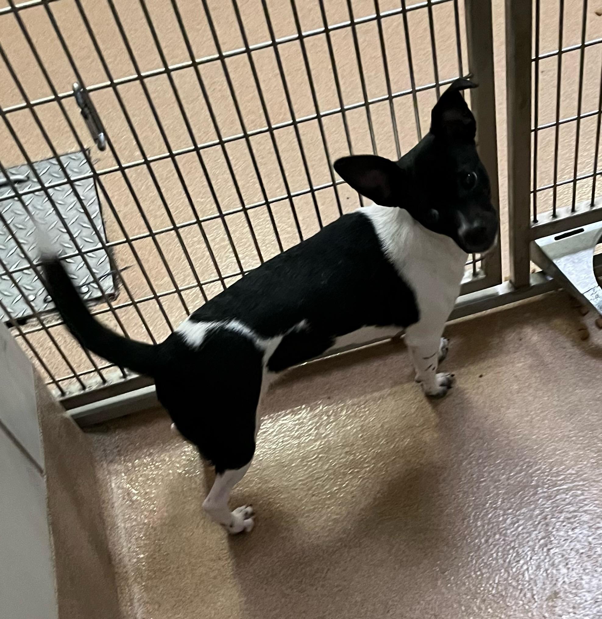 Enlarge Millie, a ADOPTABLE mixed breed in Murphy, TX image 1/1