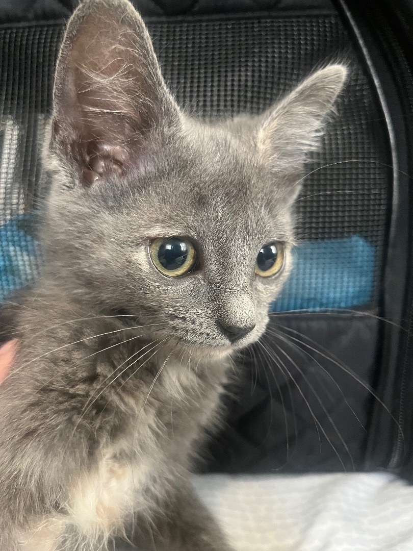 Big Trouble, Adopted, Kitten Female Domestic Short Hair.