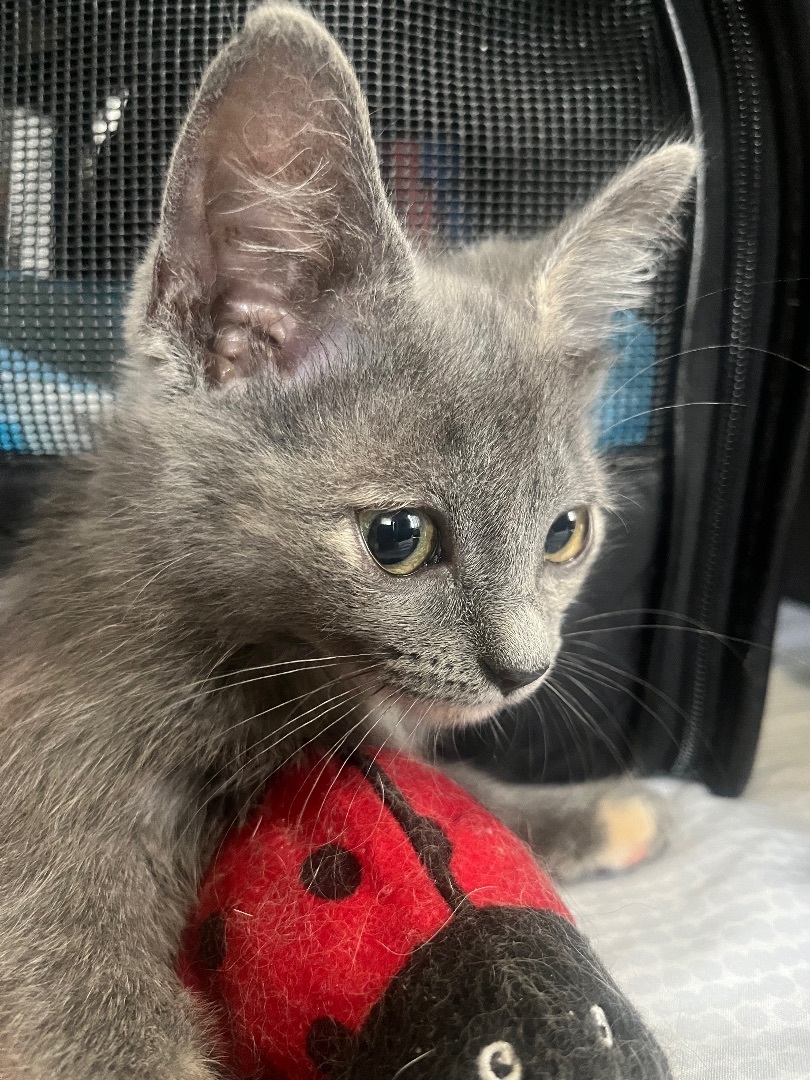 Enlarge Big Trouble, a Adopted Domestic Short Hair in Waveland, IN image 3/12