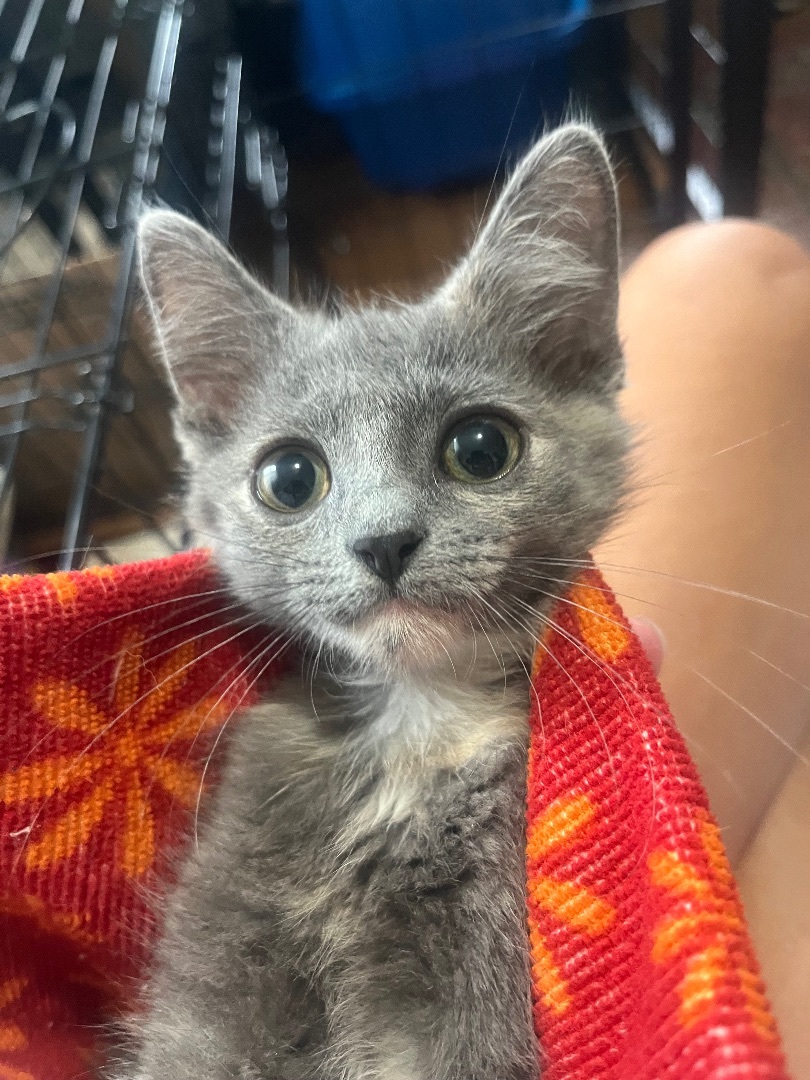 Enlarge Big Trouble, a Adopted Domestic Short Hair in Waveland, IN image 4/12