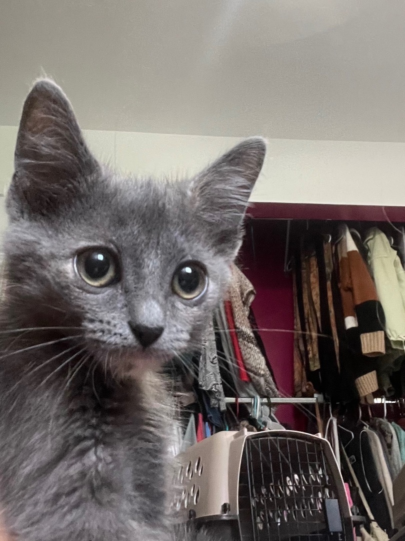 Enlarge Big Trouble, a Adopted Domestic Short Hair in Waveland, IN image 5/12