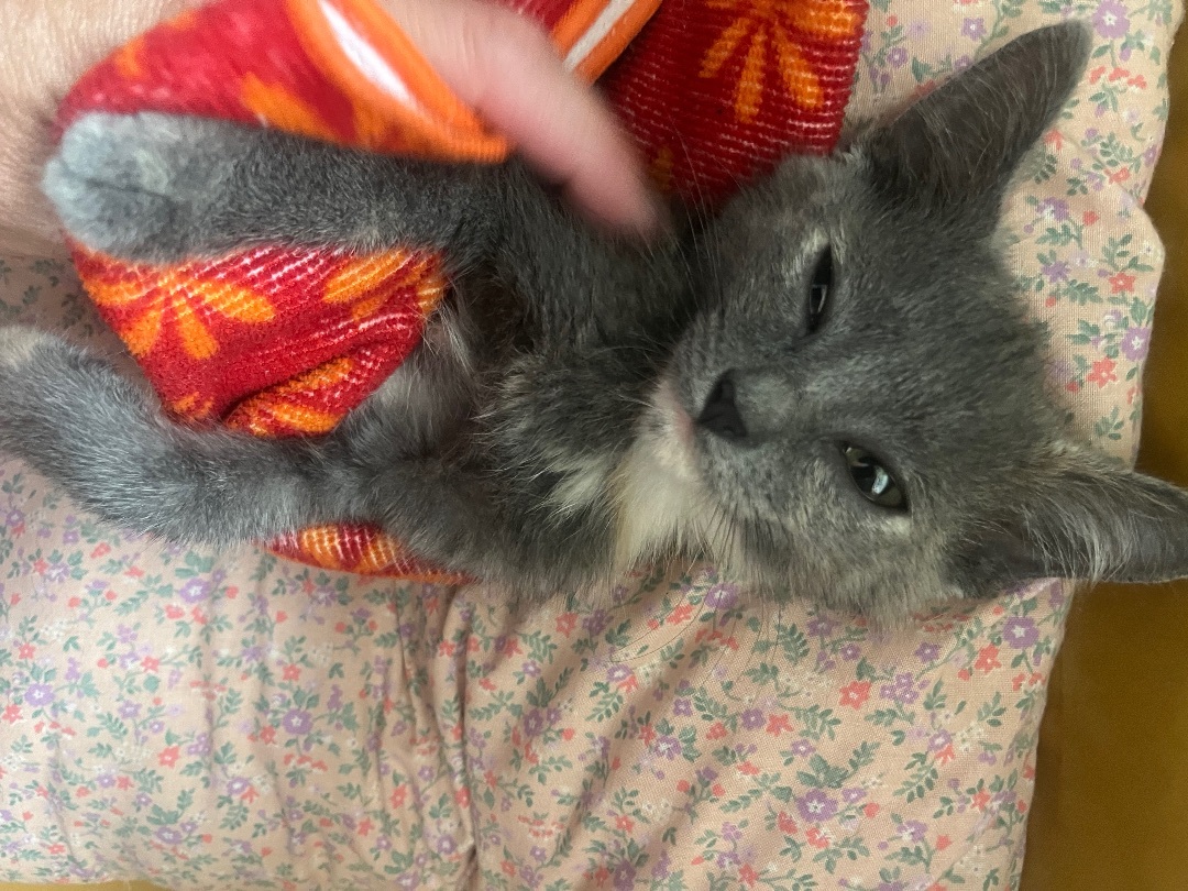 Enlarge Big Trouble, a Adopted Domestic Short Hair in Waveland, IN image 6/12