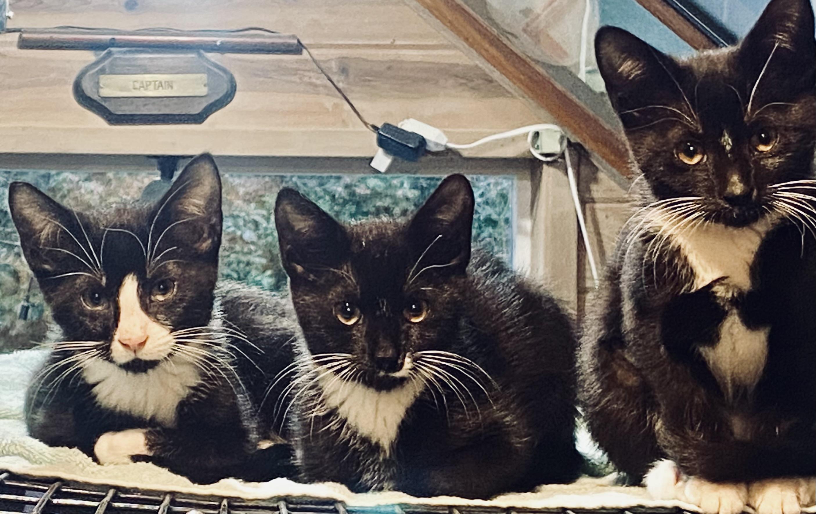 The Hawaiian Kittens, ADOPTABLE, Kitten Female Domestic Short Hair.