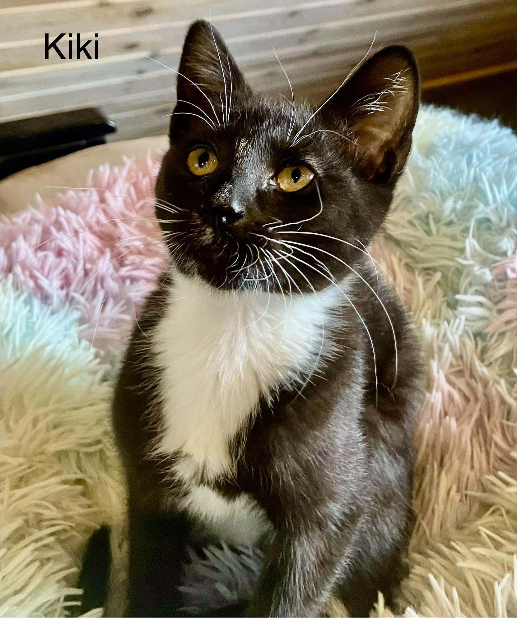 The Hawaiian Kittens, a ADOPTABLE Domestic Short Hair in Renton, WA image 3/4