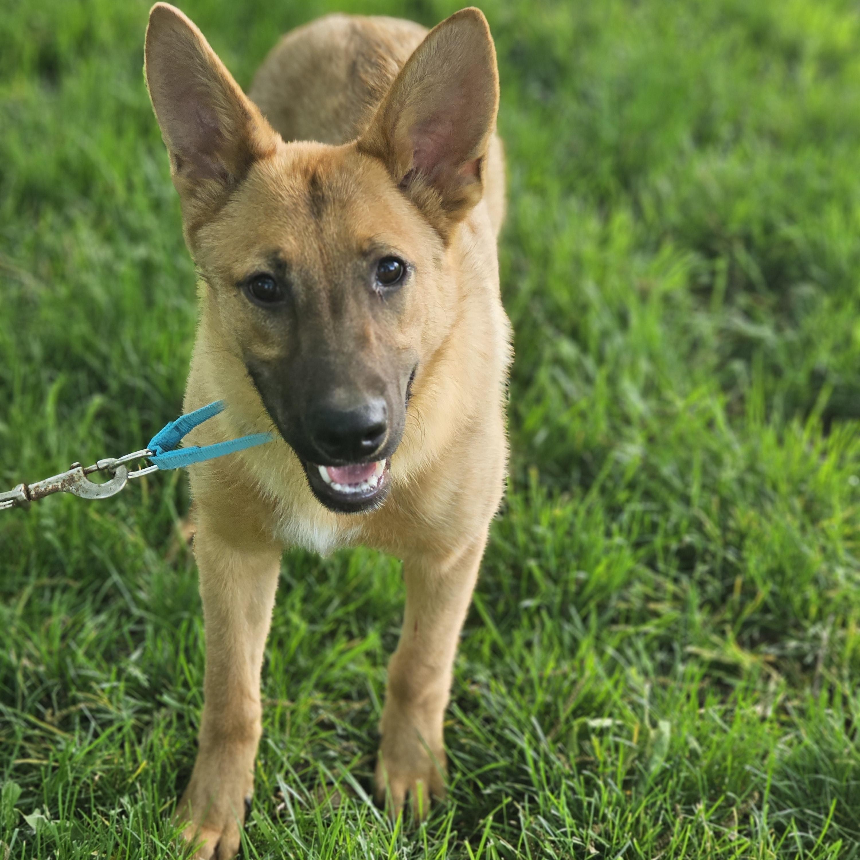 Enlarge Delilah Springfield , a Adoptable mixed breed in Springfield , IL image 3/6