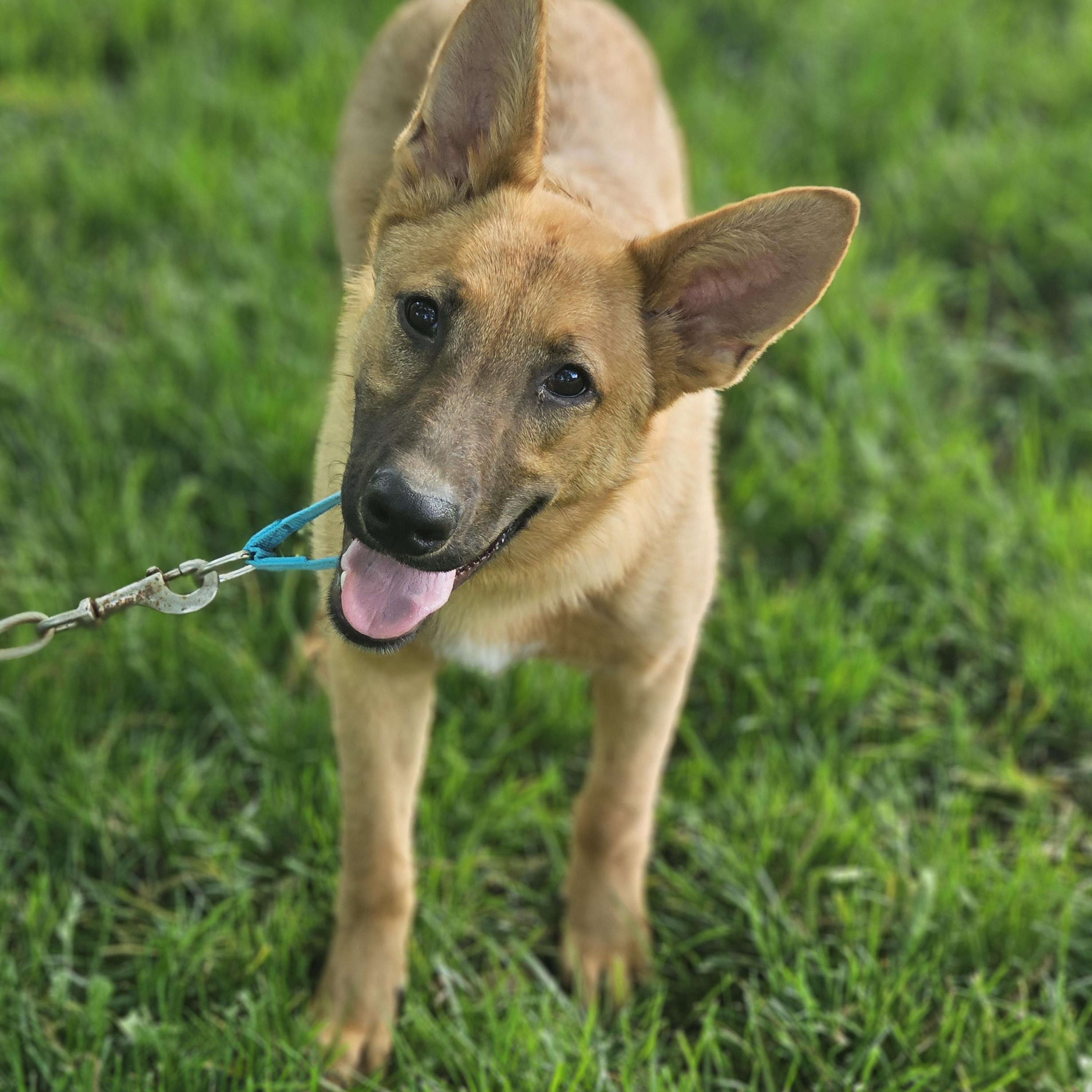 Enlarge Delilah Springfield , a Adoptable mixed breed in Springfield , IL image 5/6