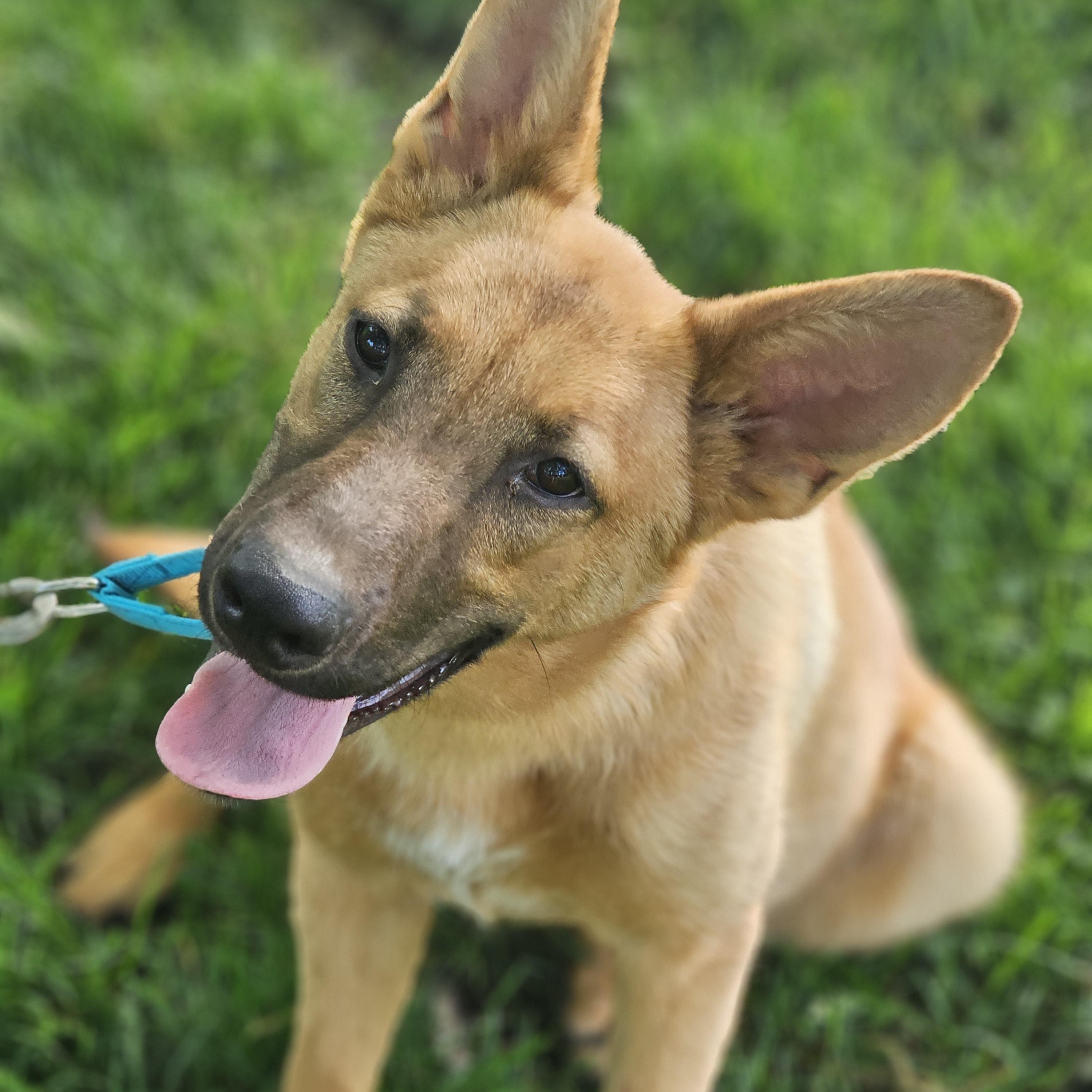 Enlarge Delilah Springfield , a Adoptable mixed breed in Springfield , IL image 4/6