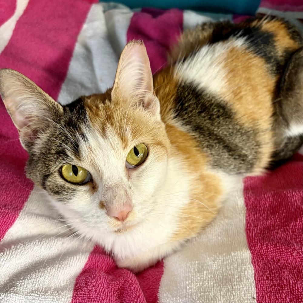 Gigi, Adoptable, Adult Female Domestic Short Hair.