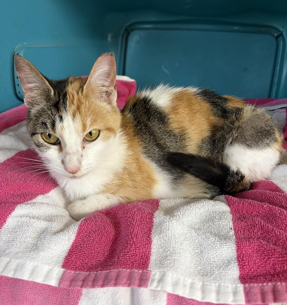 Enlarge Gigi, a Adoptable Domestic Short Hair in Panama City Beach, FL image 3/3