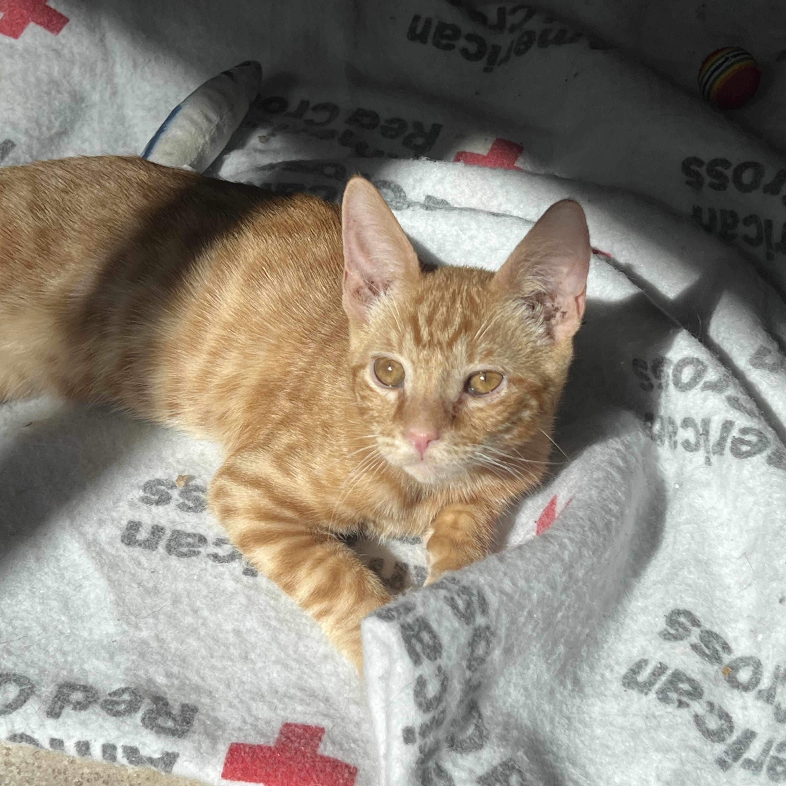 Baby boy, Adoptable, Young Male Domestic Short Hair.