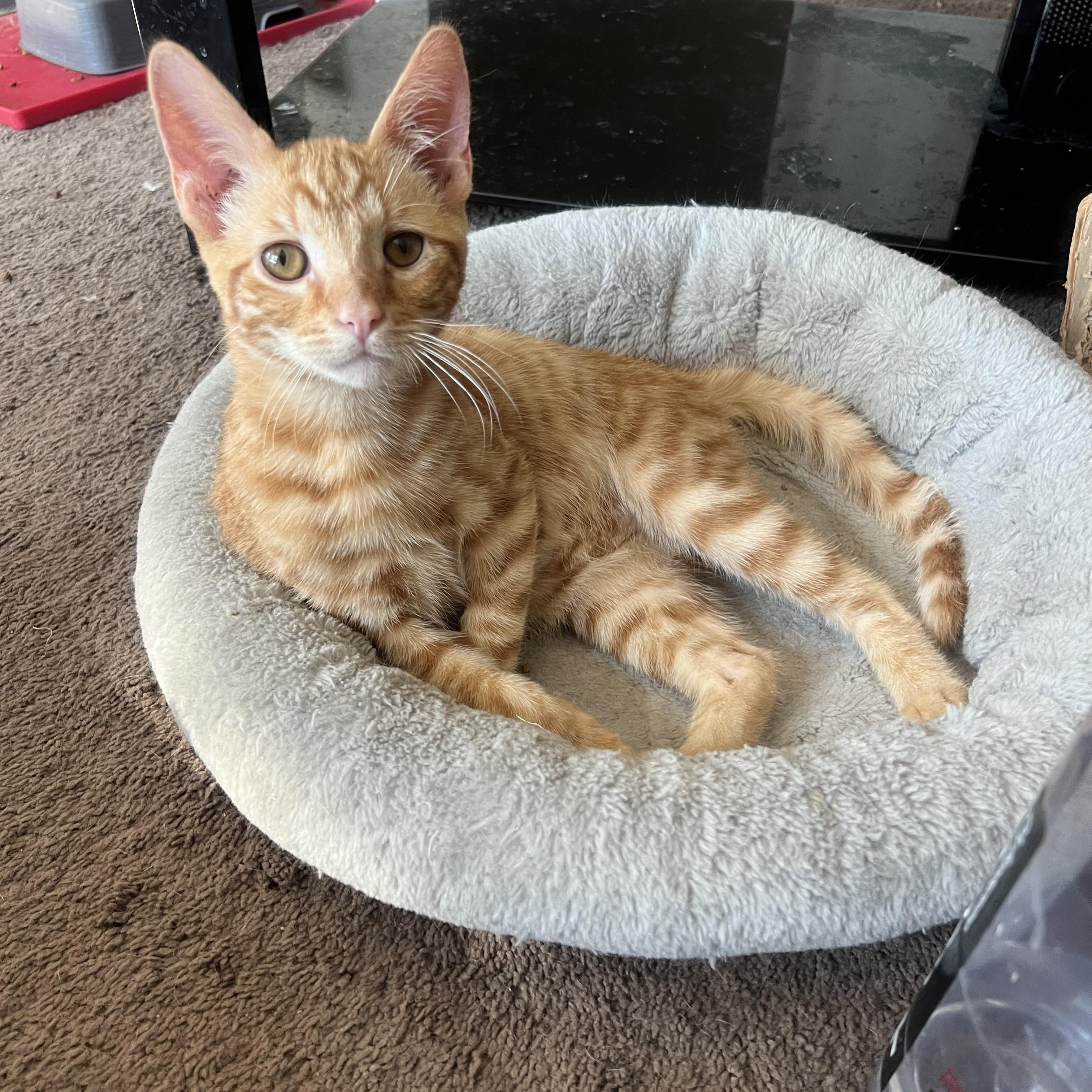 Baby boy, a Adoptable Domestic Short Hair in Glendora, CA image 3/4