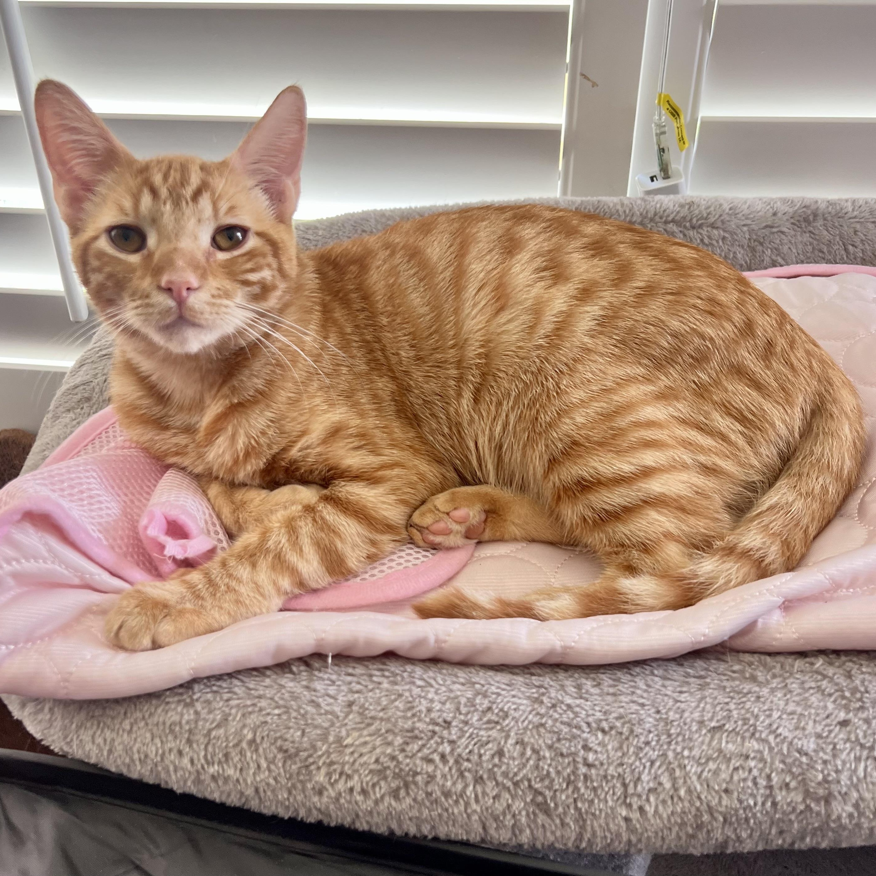 Baby boy, a Adoptable Domestic Short Hair in Glendora, CA image 1/3