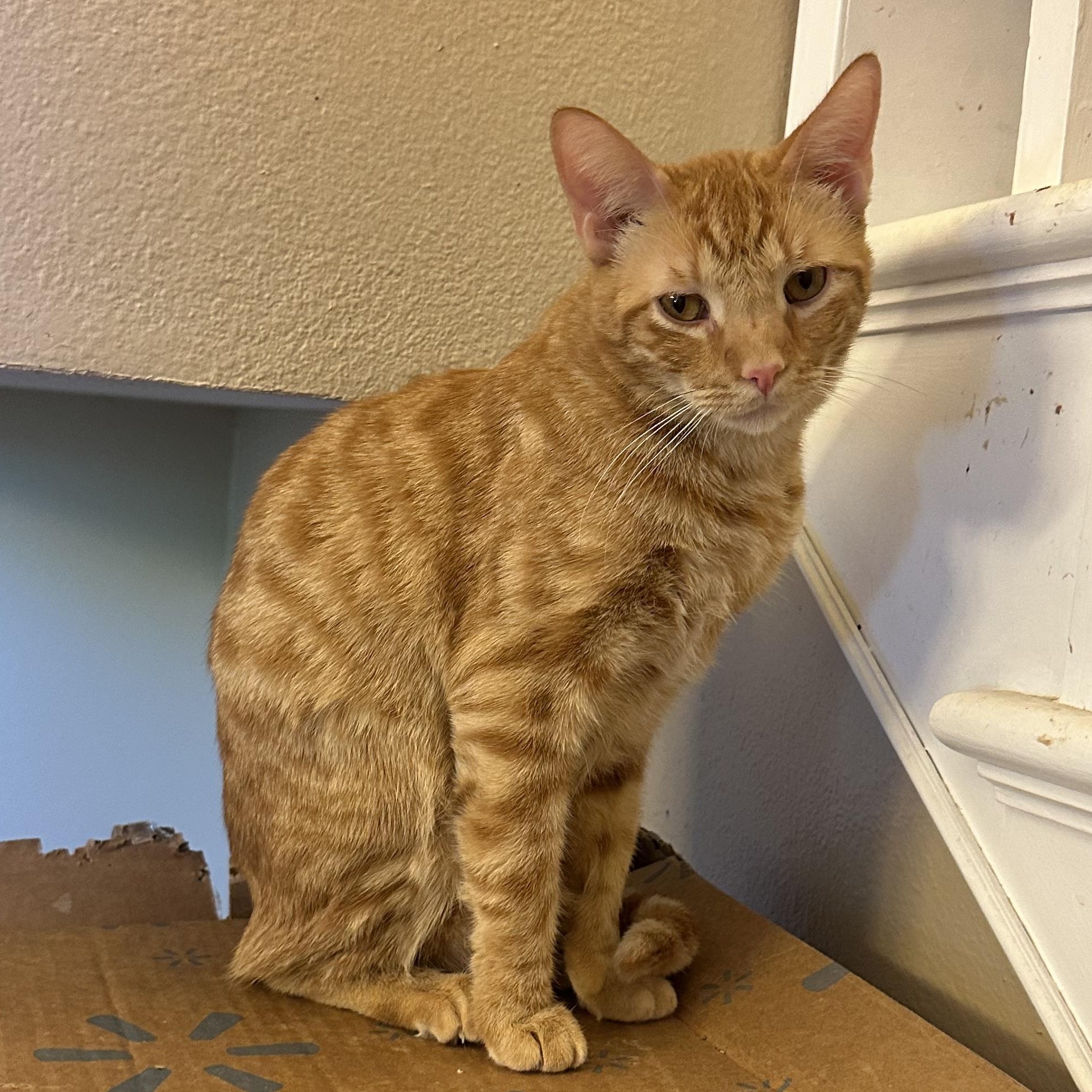 Baby boy, a Adoptable Domestic Short Hair in Glendora, CA image 2/3