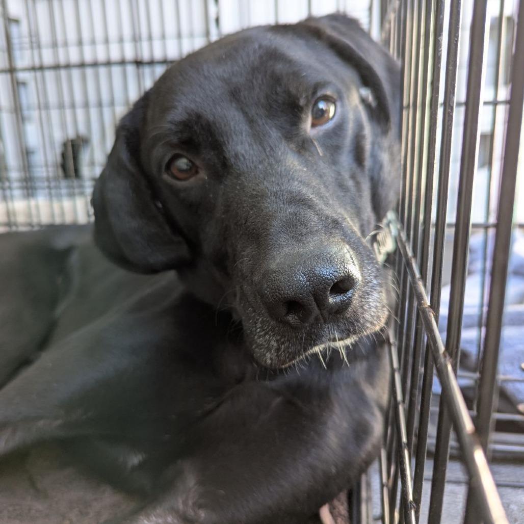 Van Gogh thumbnail 2